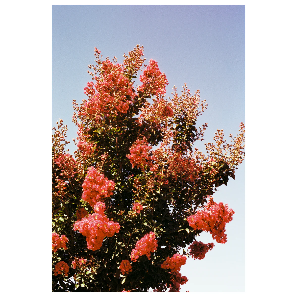 Mr. Negative DayLIGHT Robbery 400 35mm 36 exp - Image 9