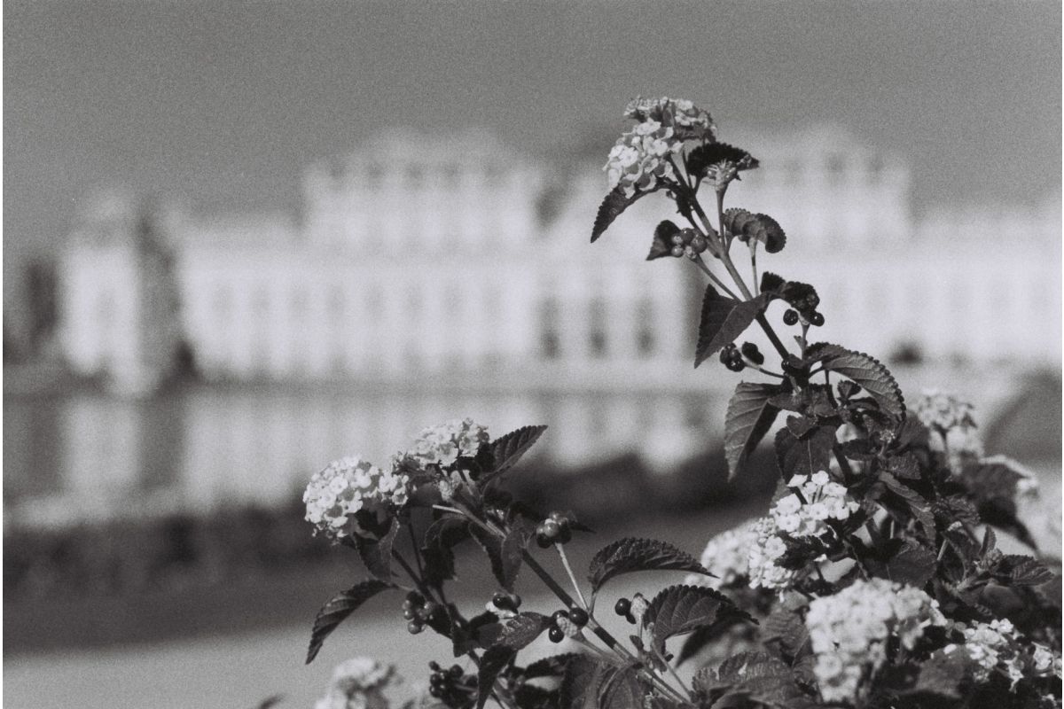 Berlin Kino B&W 35 mm ISO 400 - Image 9
