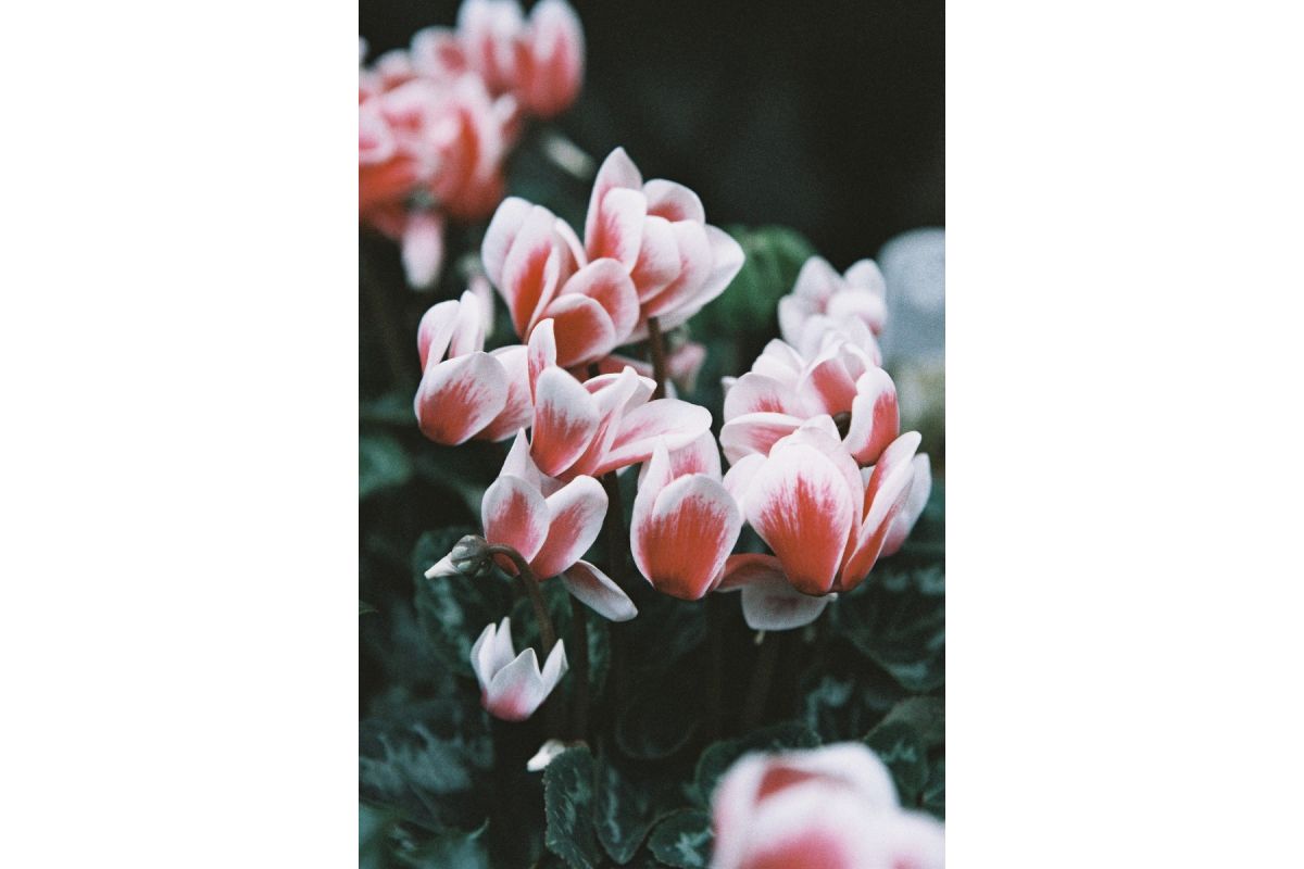 LomoChrome Color ’92 35 mm ISO 400 - Image 11