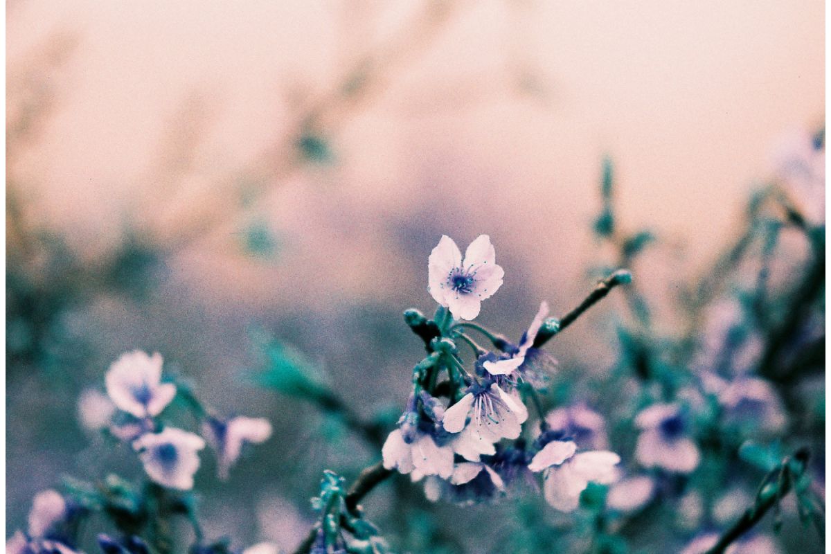 LomoChrome Turquoise 35 mm ISO 100–400 - Image 4