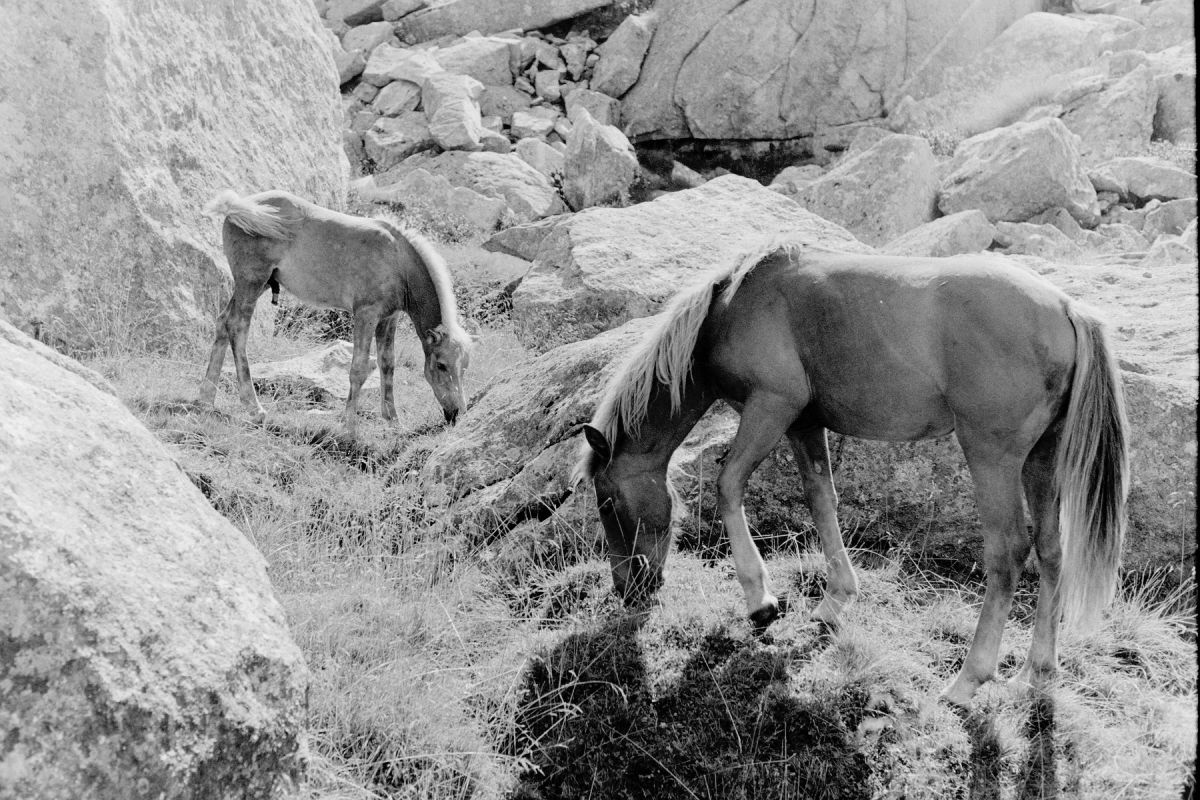 Earl Grey B&W 35 mm ISO 100 – Pack of 3 Short Dated - Image 4