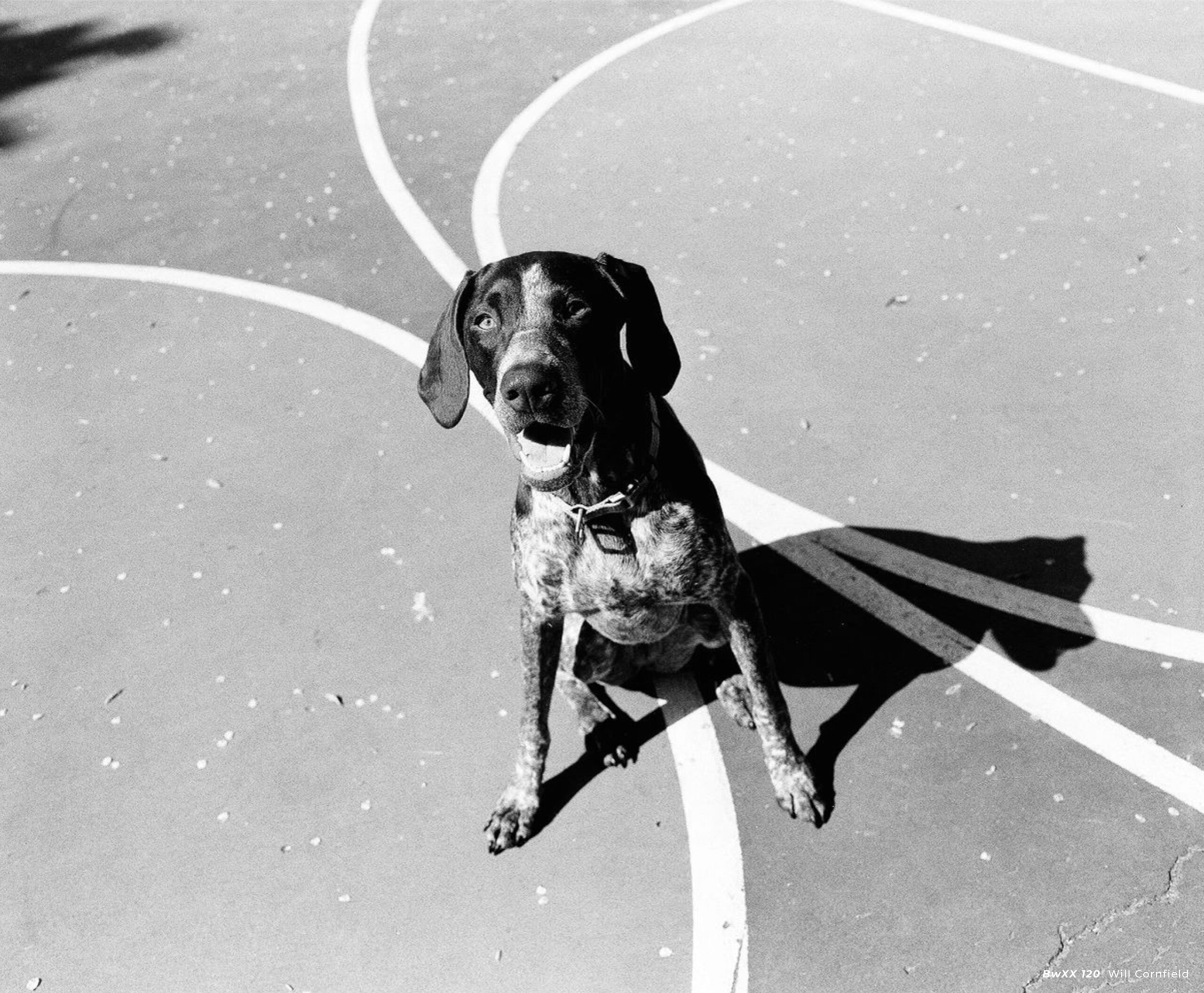 CineStill BwXX (Double-X) Black and White Negative Film, ISO 250 120 Roll - Image 4