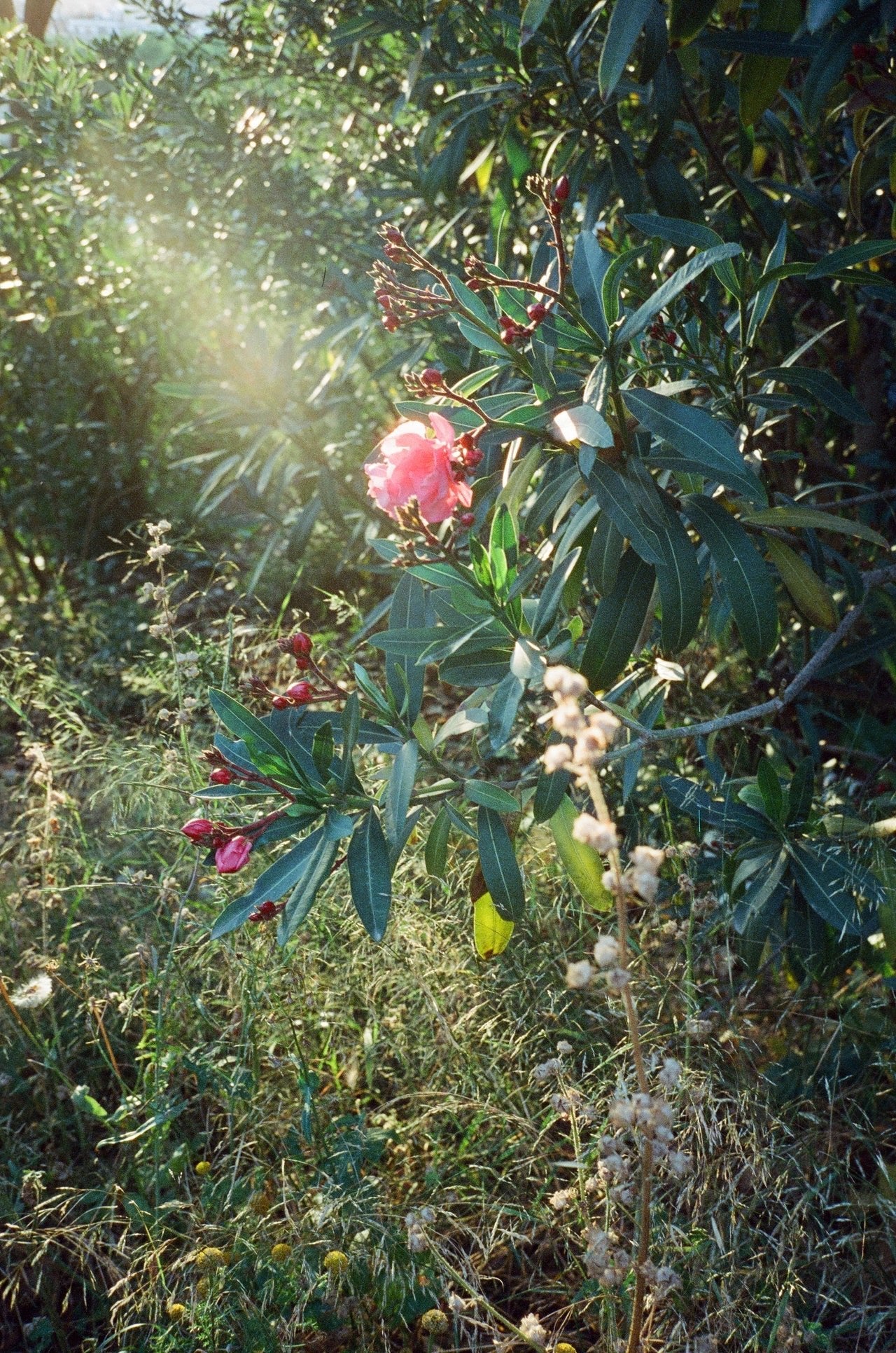 Dubblefilm CINEMA 800 ISO 35mm - Image 4