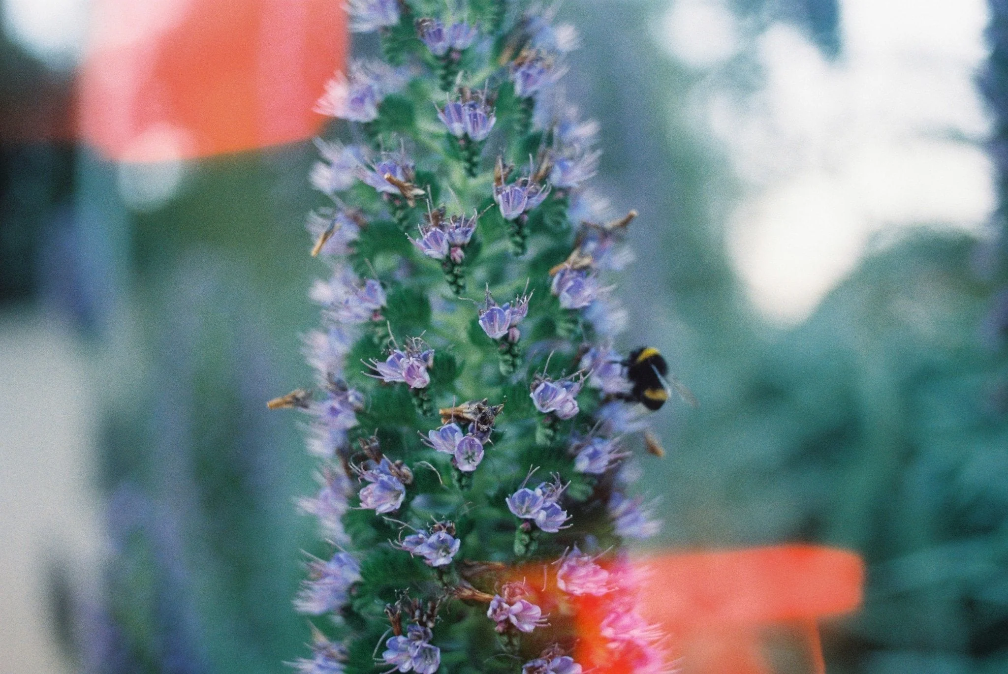 Dubblefilm SOLAR 35mm - Image 5