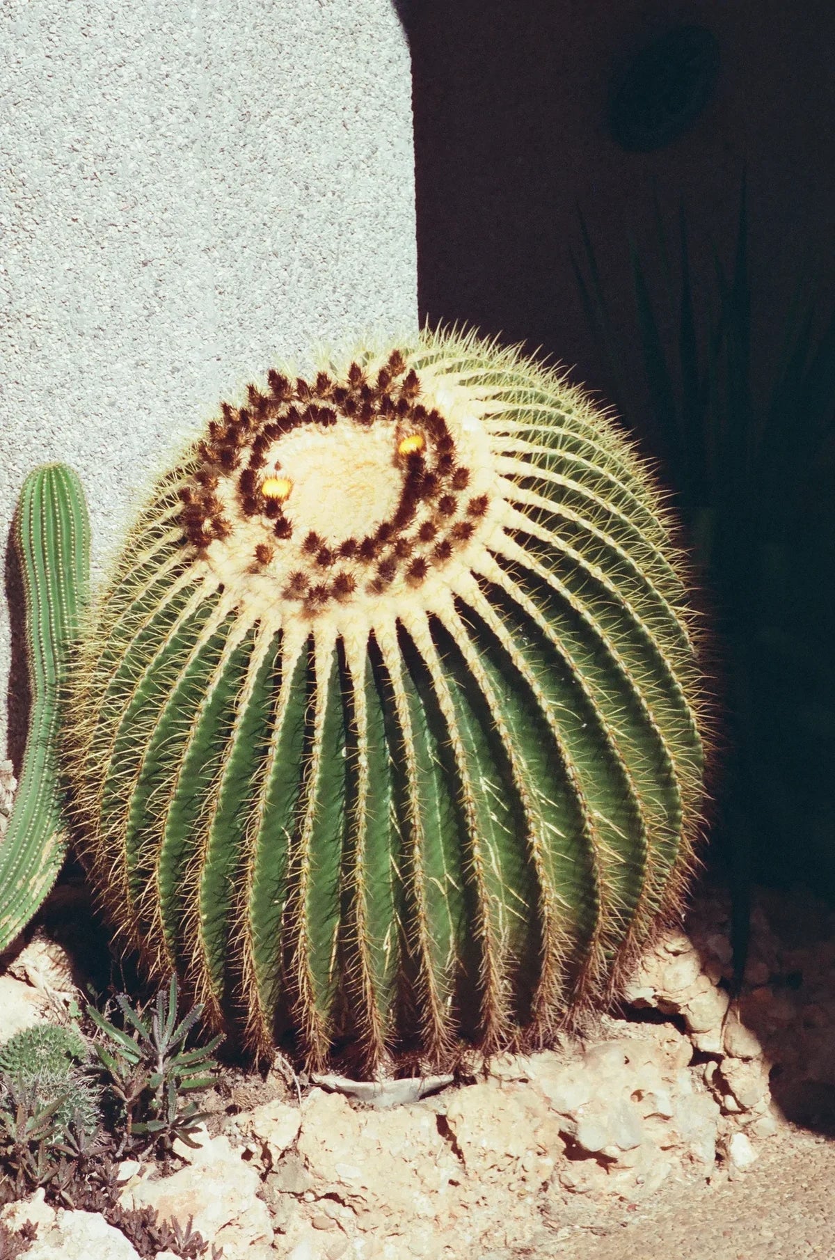 Dubblefilm TREAT 35mm - Image 4