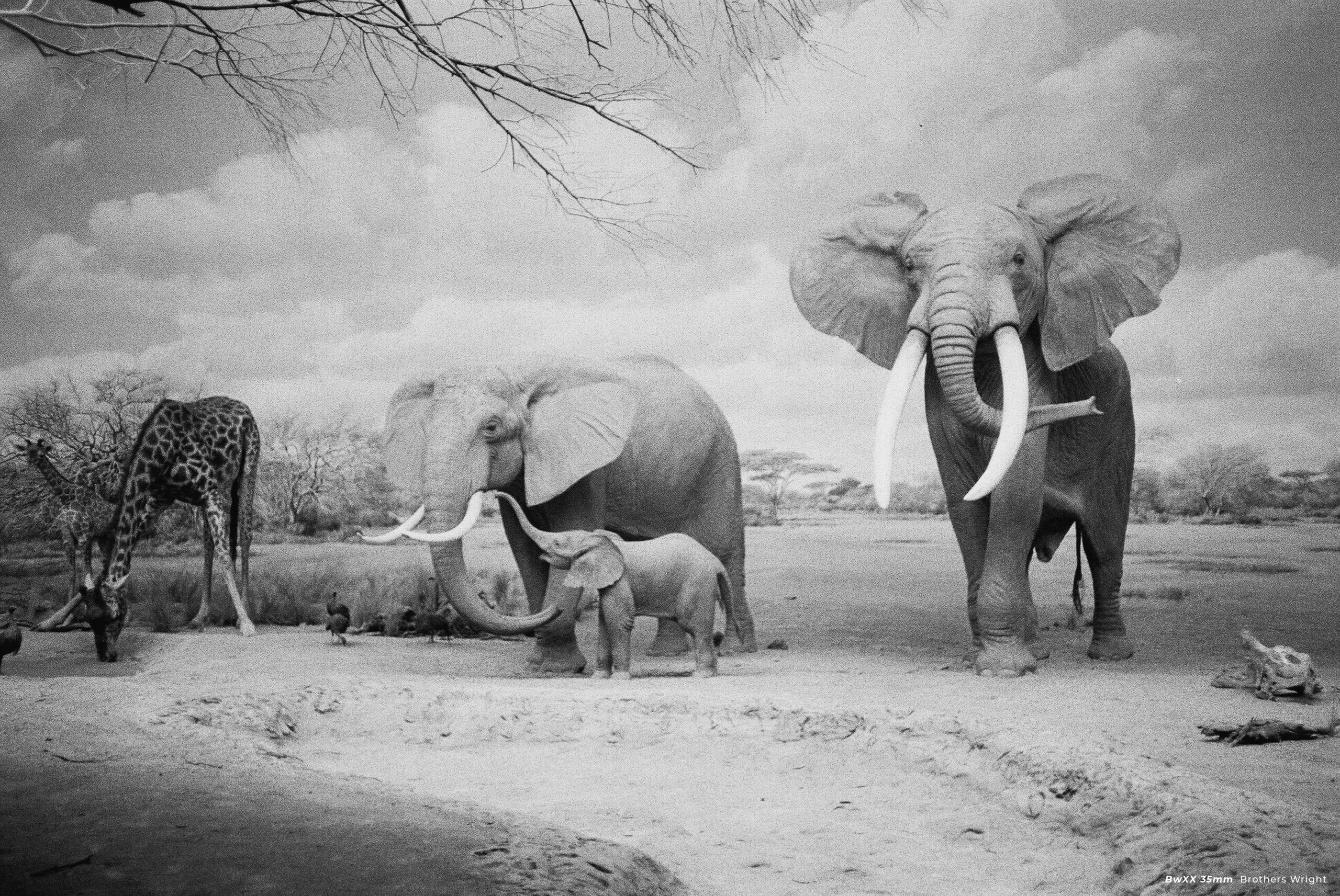 CineStill BwXX (Double-X) Black and White Negative Film, ISO 250 35mm 36 exp - Image 11